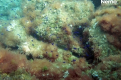 avannotti castagnola in L. lallemandii
