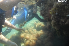 snorkeling su L. lallemandii