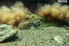 fondale misto sabbia/roccia
