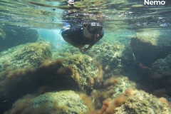 snorkeling su L. lallemandii