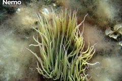 anemone circondato