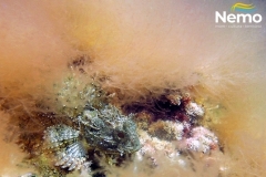 Scorpaena porcus in Lophocladia lallemandii