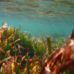 Posidonia ad Ischia Ponte