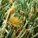nemo divulgazione ambientale mare natura ischia