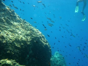 roja la Roja con escursionista snorkeling