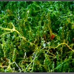 alghe invasive minaccia mediterraneo