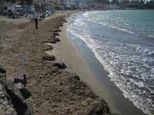 banquettes di posidonia oceanica sulla spiaggia di s.pietro ad ischia