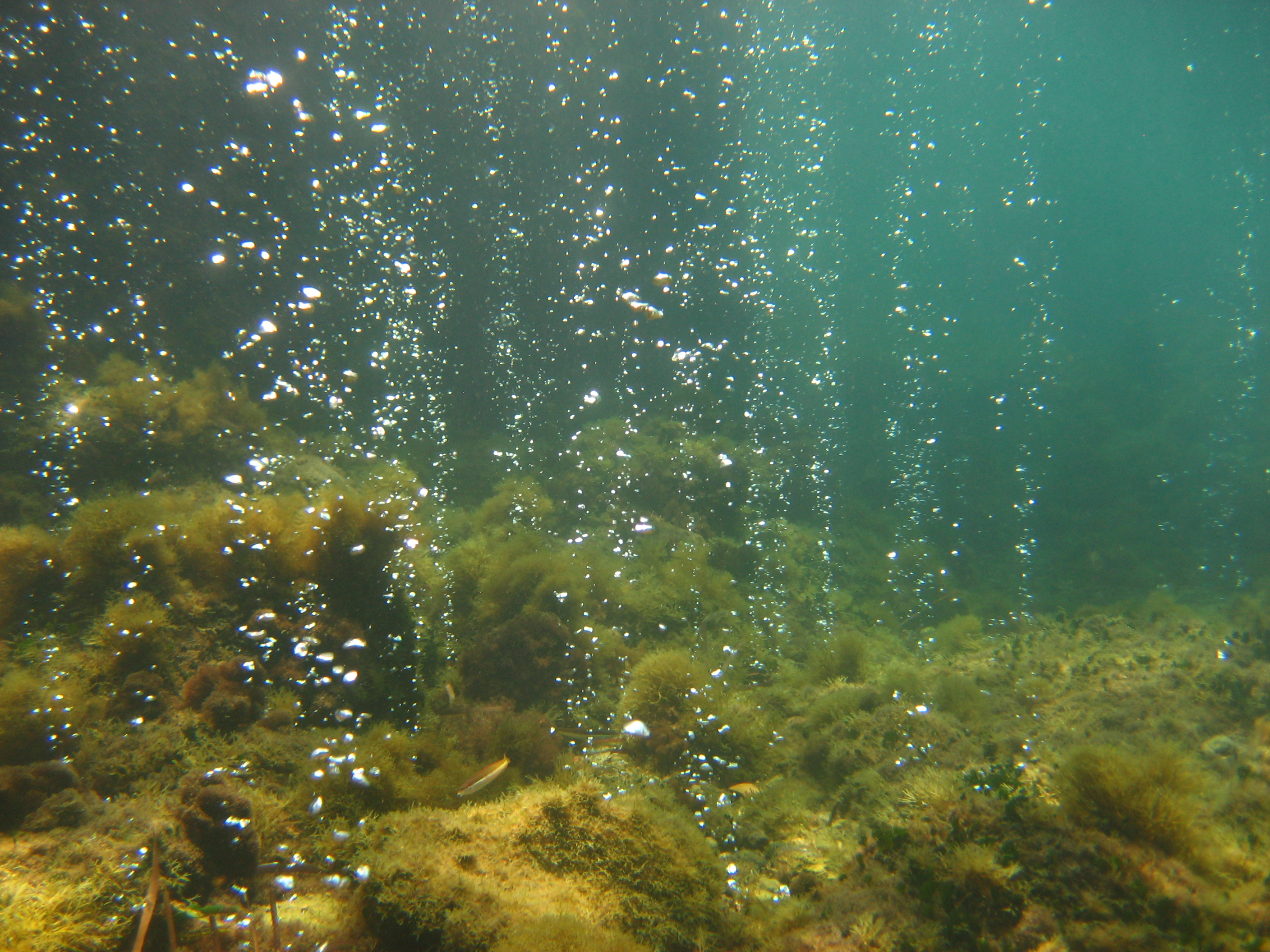 immersioni scientifiche per indagare gli effetti a lungo termine dell'acidificazione degli oceani