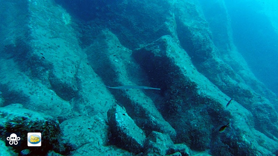 pesce flauto fistularia commersonii ischia